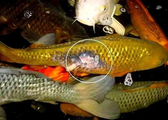 如何判斷魚打架的傷勢是否嚴重，觀賞魚被咬成這樣，雙側鱗片大量缺失