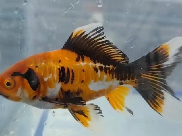 給我一些關于三山龍魚的圖片，“三山龍魚”的特征、飼養與分布并配圖呈現其典型外觀