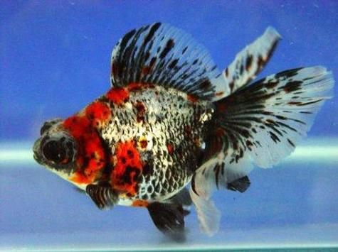 給我一些關于三山龍魚的圖片，“三山龍魚”的特征、飼養與分布并配圖呈現其典型外觀