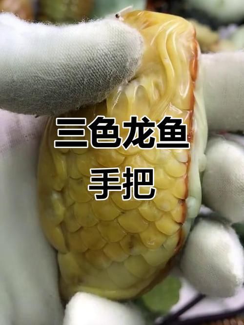 給我一些關于三山龍魚的圖片，“三山龍魚”的特征、飼養與分布并配圖呈現其典型外觀