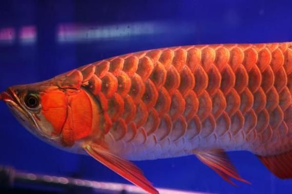 給我一些關于三山龍魚的圖片，“三山龍魚”的特征、飼養與分布并配圖呈現其典型外觀
