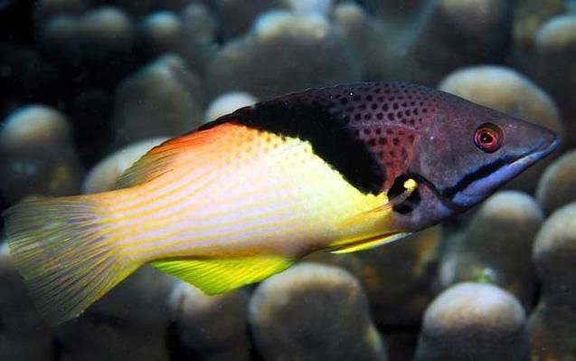 給我一些關于三山龍魚的圖片，“三山龍魚”的特征、飼養與分布并配圖呈現其典型外觀