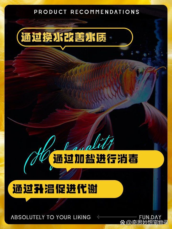 紅龍蒙眼最簡單三個步驟，養魚莫懶惰，懶惰莫養魚，紅龍魚蒙眼治療方法推薦