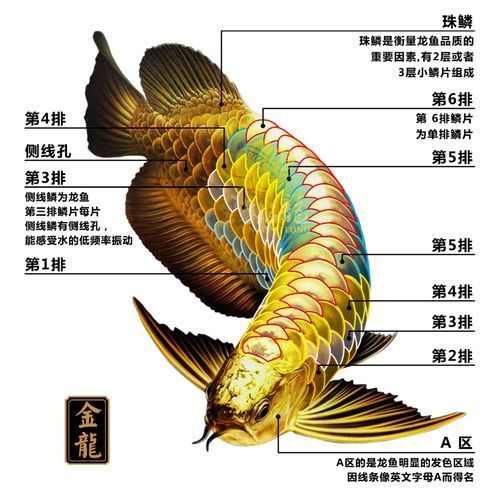 如何辨別紅龍魚品質，如何辨別紅龍魚品質并明確要求包含1000字說明和配圖