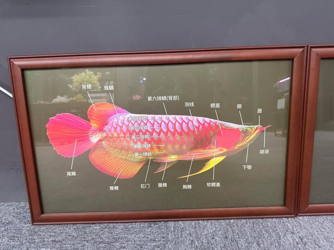 如何辨別紅龍魚品質，如何辨別紅龍魚品質并明確要求包含1000字說明和配圖