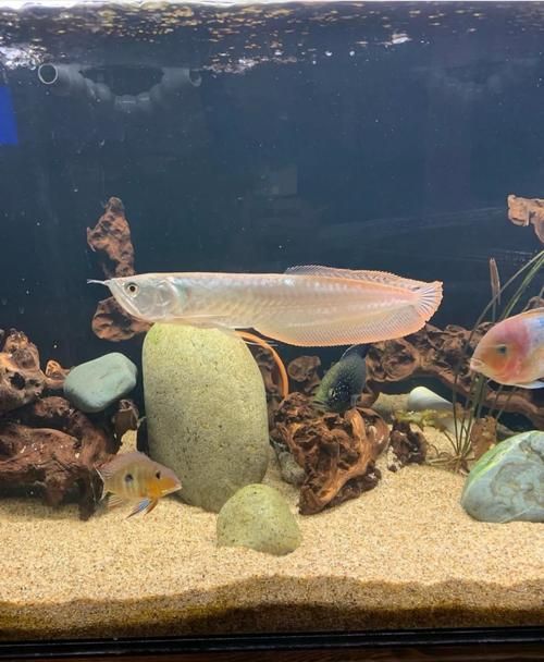 如何判斷銀龍魚是否認主