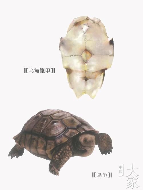 高背龜的選購技巧，選購高背龜的注意事項