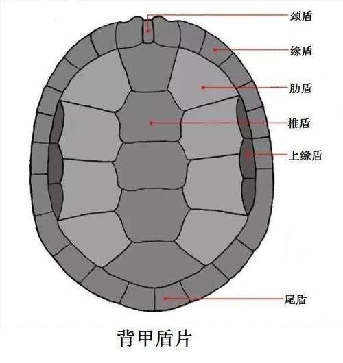 高背龜的選購技巧，選購高背龜的注意事項