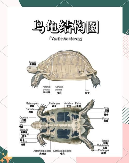 高背龜的選購技巧，選購高背龜的注意事項