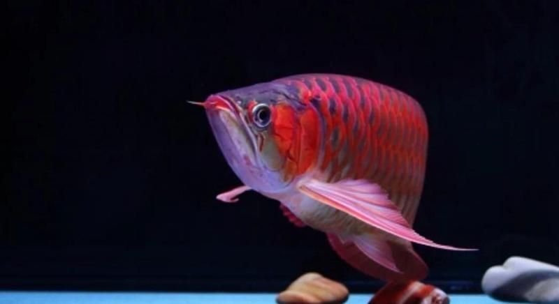 紅龍魚魚苗的飼養難度有多大，紅龍魚魚苗的飼養技巧