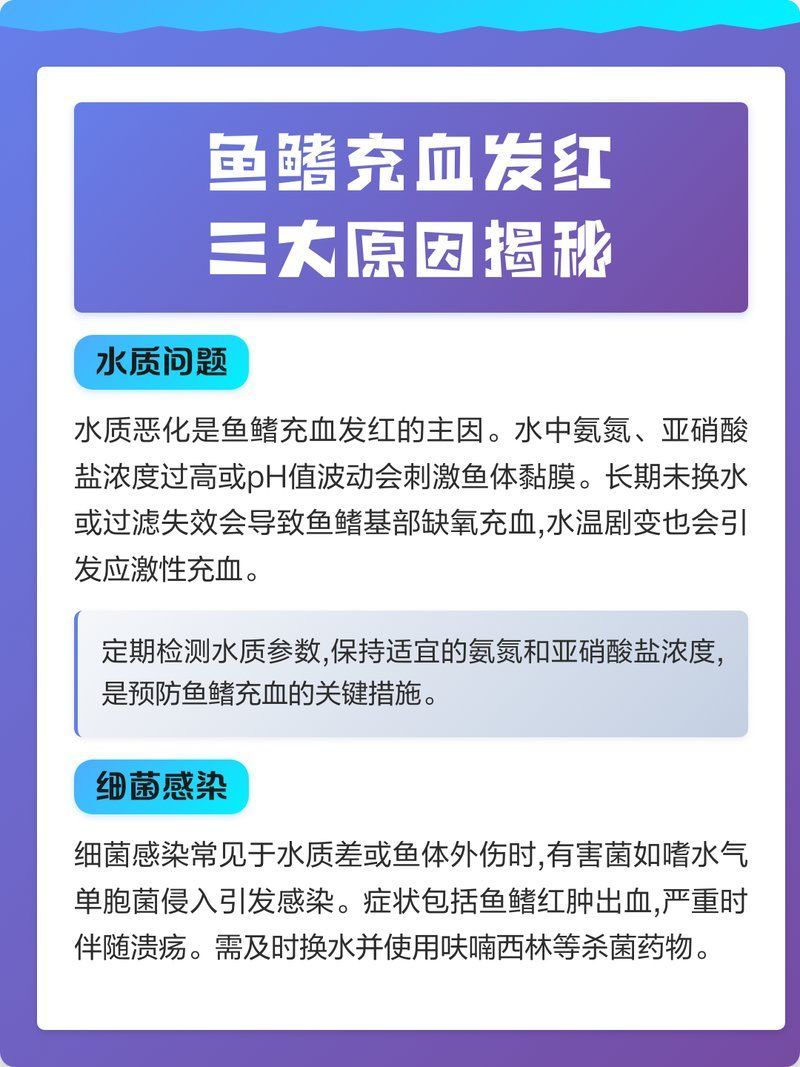 魚前鰭根部發紅充血，魚前鰭根部發紅充血是魚類常見的生理現象表明魚處于應激狀態