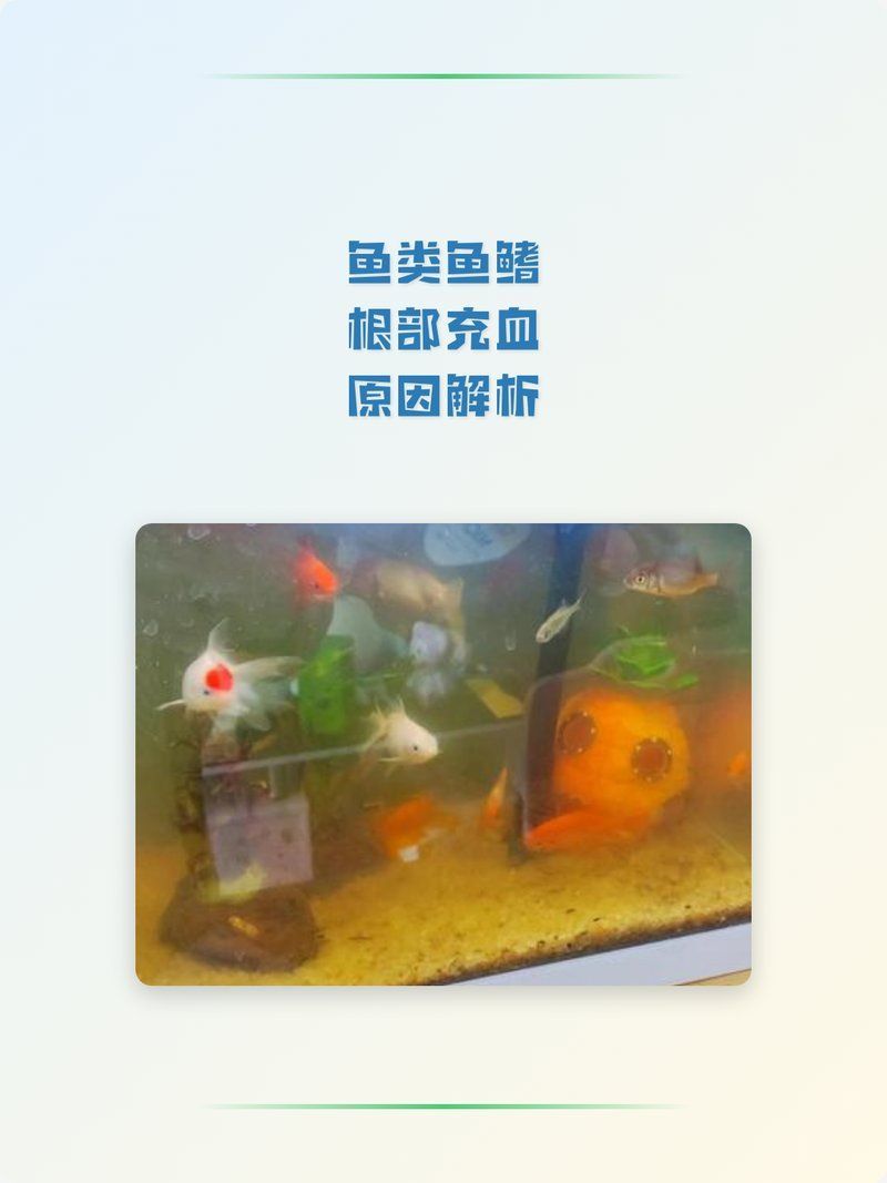 魚前鰭根部發紅充血，魚前鰭根部發紅充血是魚類常見的生理現象表明魚處于應激狀態