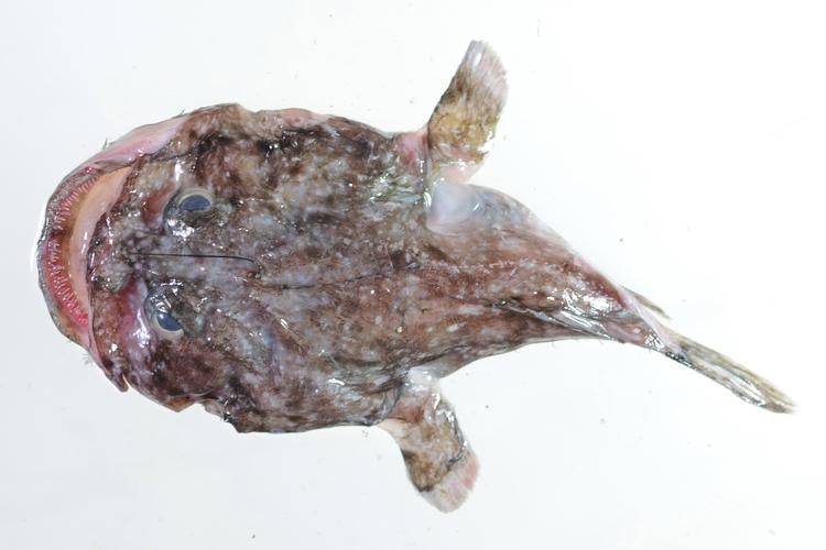 如何鑒別真假雪龍魚，“雪龍魚（lophiuspiscatorius）真假對比圖