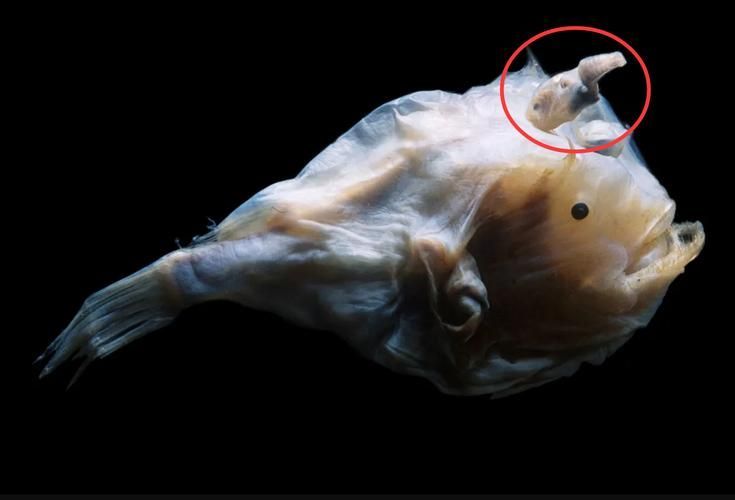 如何鑒別真假雪龍魚，“雪龍魚（lophiuspiscatorius）真假對比圖