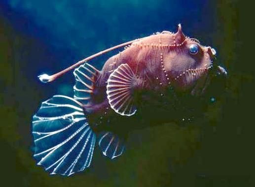 如何鑒別真假雪龍魚，“雪龍魚（lophiuspiscatorius）真假對比圖