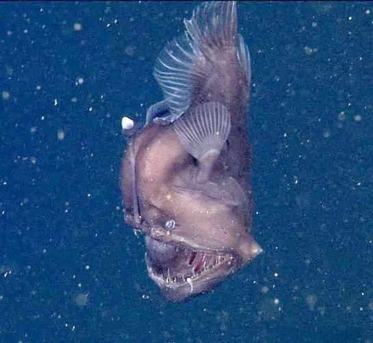 如何鑒別真假雪龍魚，“雪龍魚（lophiuspiscatorius）真假對比圖
