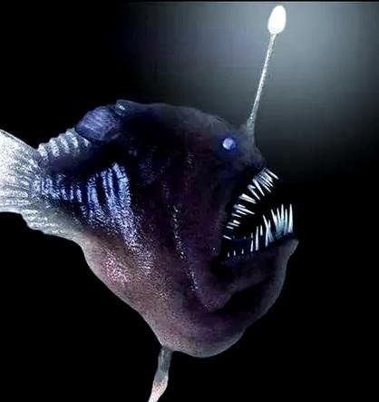 如何鑒別真假雪龍魚，“雪龍魚（lophiuspiscatorius）真假對比圖