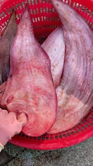 海興龍魚的養(yǎng)殖技術(shù)如何，權(quán)威技術(shù)手冊[需手動填充]海興龍魚（syngnathidae）養(yǎng)殖技術(shù)詳解