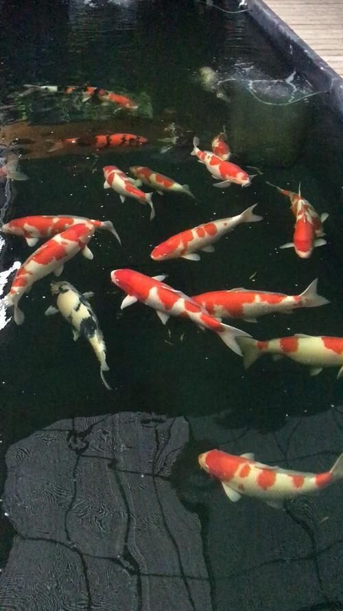 這些錦鯉的價格是多少，探究錦鯉價格的影響因素