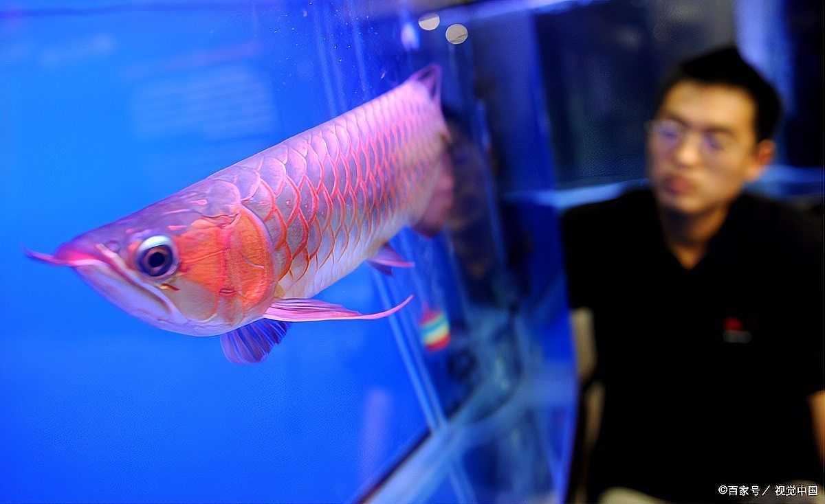 如何辨別超血紅龍魚的真假？，如何辨別超血紅龍魚真假