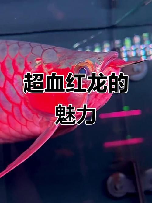 如何辨別超血紅龍魚的真假？，如何辨別超血紅龍魚真假