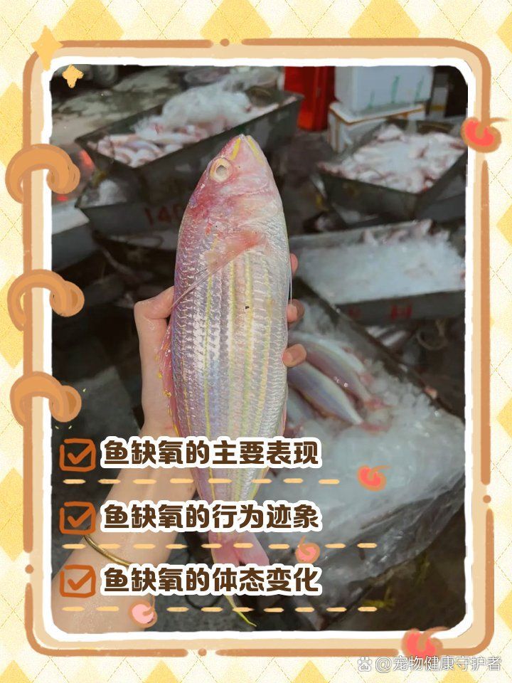 龍魚頻繁張嘴呼吸是缺氧嗎，如何判斷龍魚是否缺氧？