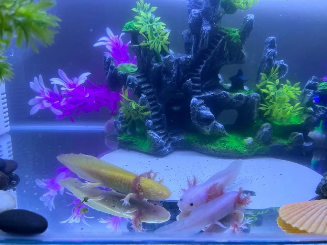 如何設置六角恐龍的休息點，六角恐龍飼養環境布置
