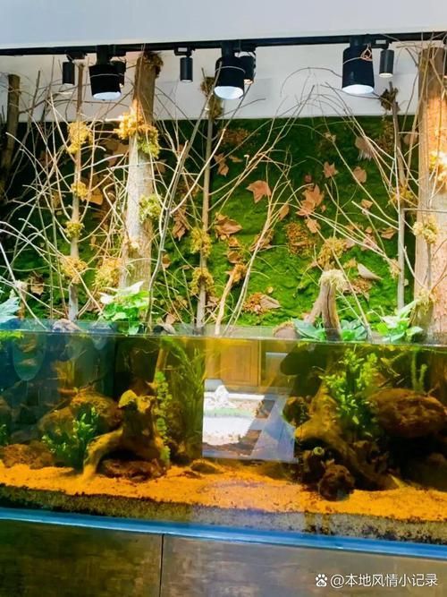 如何設置六角恐龍的休息點，六角恐龍飼養環境布置