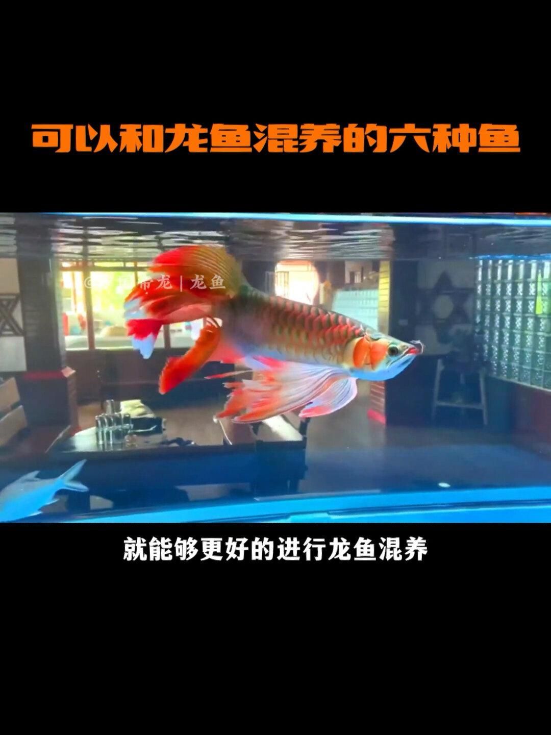 永春龍魚適合與哪些魚類混養，永春龍魚與永春龍魚混養的魚類與永春龍魚混養的圖片