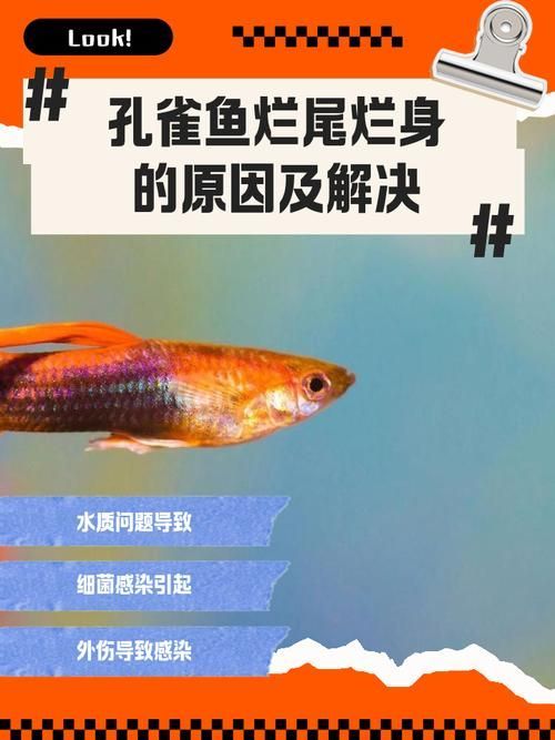 如何預防魚爛尾的發生，關于水產養殖或觀賞魚爛尾病的一些建議