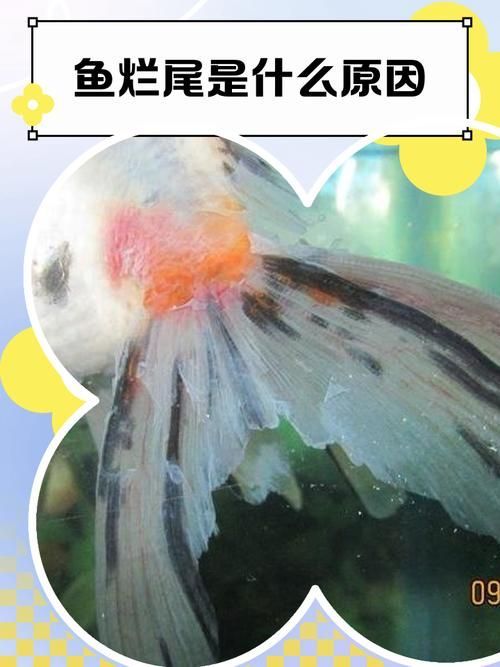 如何預防魚爛尾的發生，關于水產養殖或觀賞魚爛尾病的一些建議
