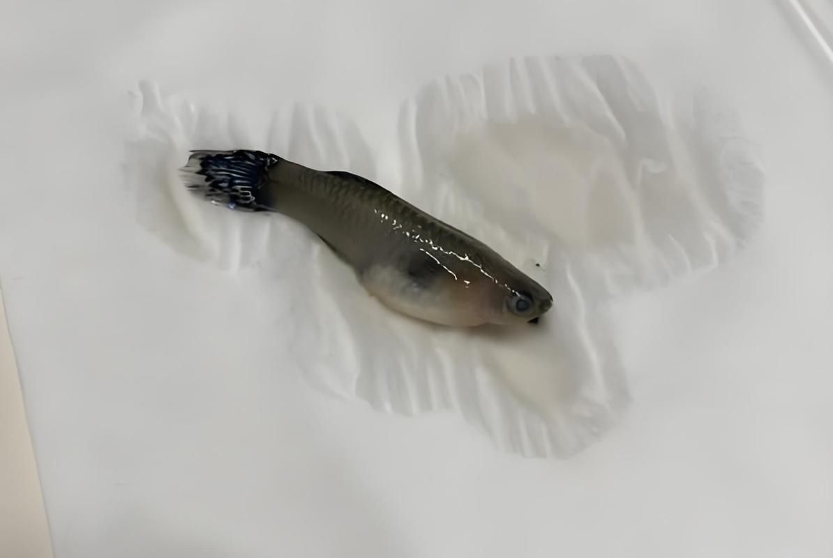 如何預防魚爛尾的發生，關于水產養殖或觀賞魚爛尾病的一些建議