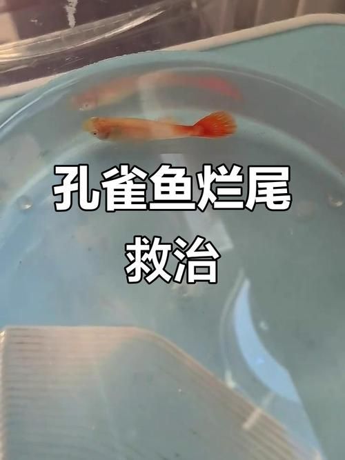 如何預防魚爛尾的發生，關于水產養殖或觀賞魚爛尾病的一些建議
