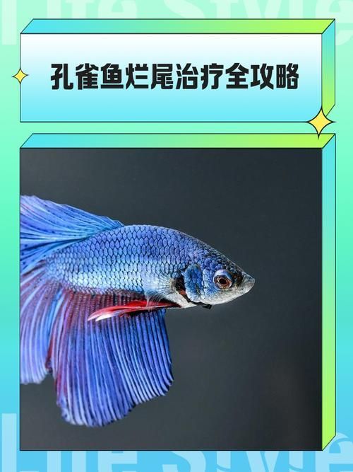 如何預防魚爛尾的發生，關于水產養殖或觀賞魚爛尾病的一些建議