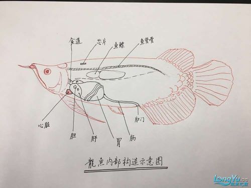 如何畫出逼真的龍魚簡(jiǎn)筆畫，繪制逼真龍魚簡(jiǎn)筆畫：1000字詳解與視覺指南