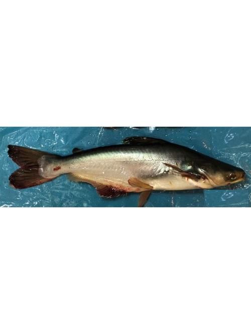 如何辨別真假北海回龍魚，北海回龍魚辨別指南