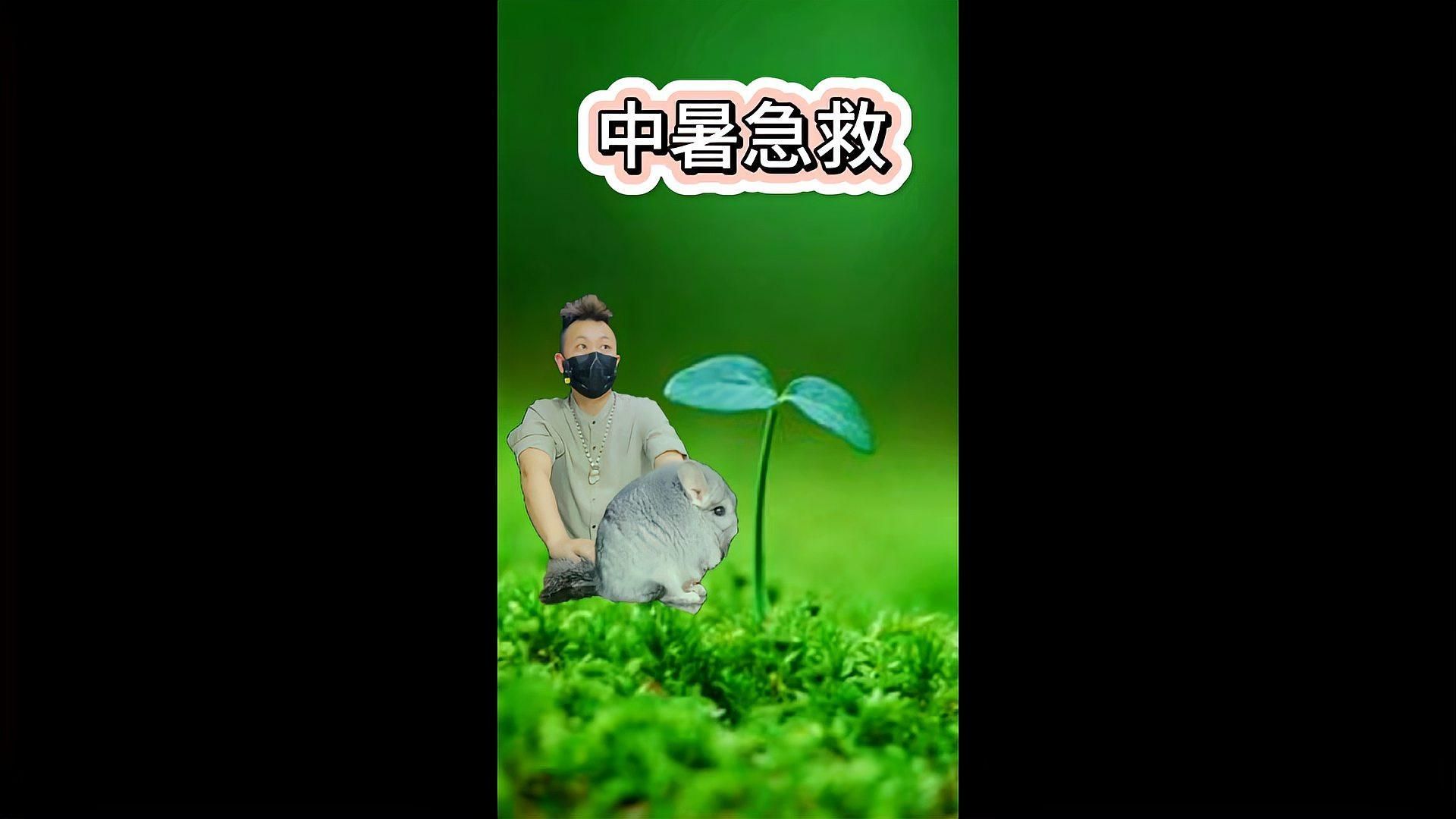 養龍貓的10個忠告，新手養龍貓的注意事項