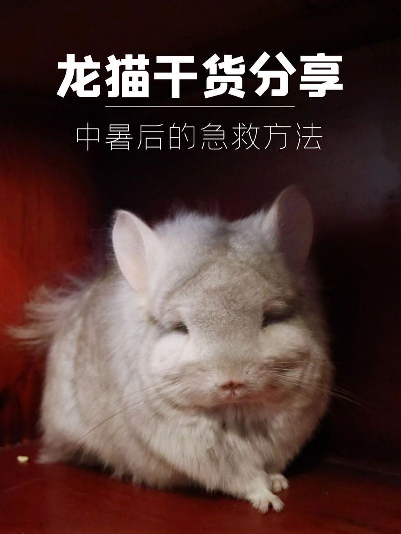 養龍貓的10個忠告，新手養龍貓的注意事項