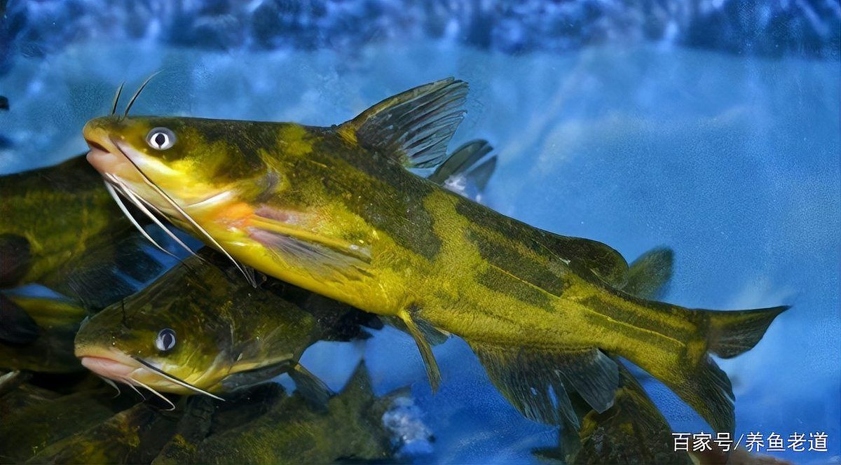 龍魚掉尾后多久會(huì)停止出血？