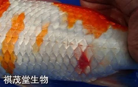 錦鯉魚鱗發(fā)紅充血是啥毛病，關(guān)于錦鯉鱗片發(fā)紅充血的詳細(xì)分析