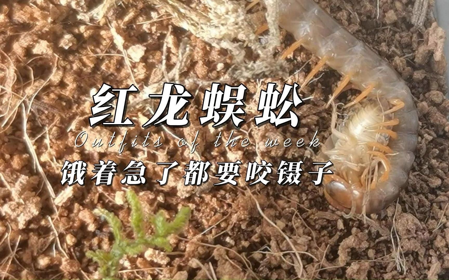 紅龍魚苗2-3厘米，紅龍魚養護指南