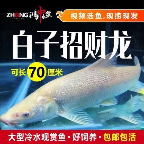 白子紅眼招財(cái)龍的價(jià)格是多少，白子紅眼招財(cái)龍的價(jià)格