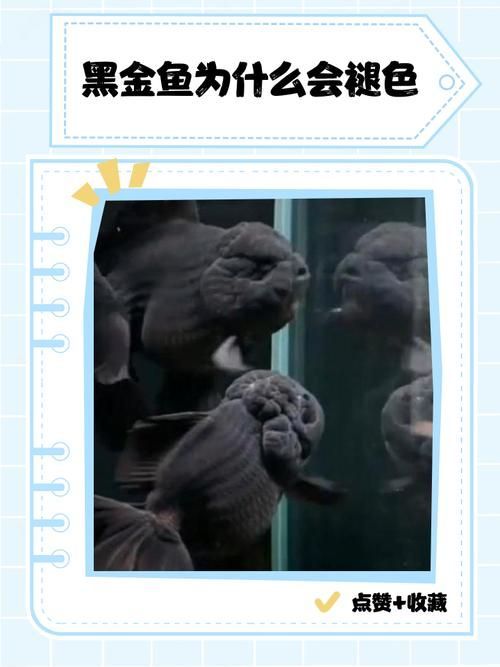 如何預防金魚發黑，金魚發黑的原因與預防