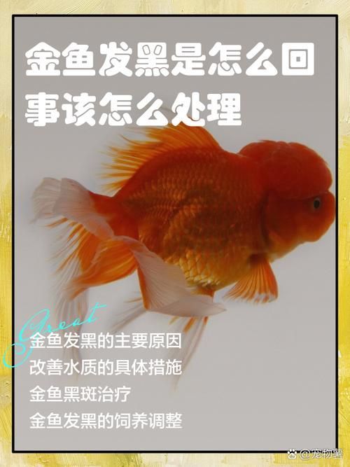 如何預防金魚發黑，金魚發黑的原因與預防
