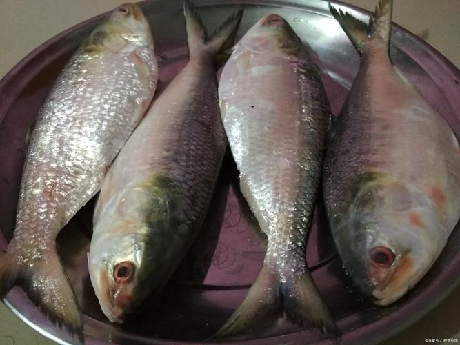 如何辨別桃城龍魚的真偽？，如何辨別“桃城血統”“桃城血統”“桃城龍魚”的真偽
