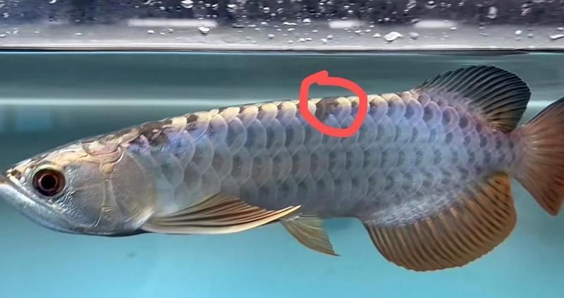 有哪些跡象表明金龍魚正在恢復(fù)中，養(yǎng)的金龍魚終于有起色了，你養(yǎng)的金龍魚終于有起色了
