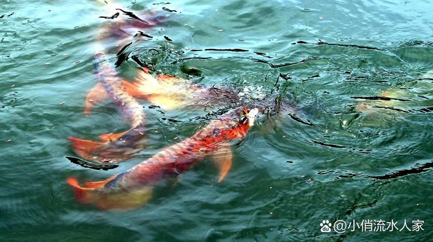 安源龍魚的產(chǎn)地在哪里？，全球龍魚品種與產(chǎn)地對(duì)照表