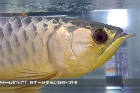 龍魚掉眼最簡單的恢復，龍魚掉眼怎么辦？
