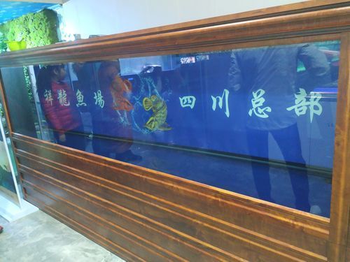 博特水族和祥龍魚場哪個更好？