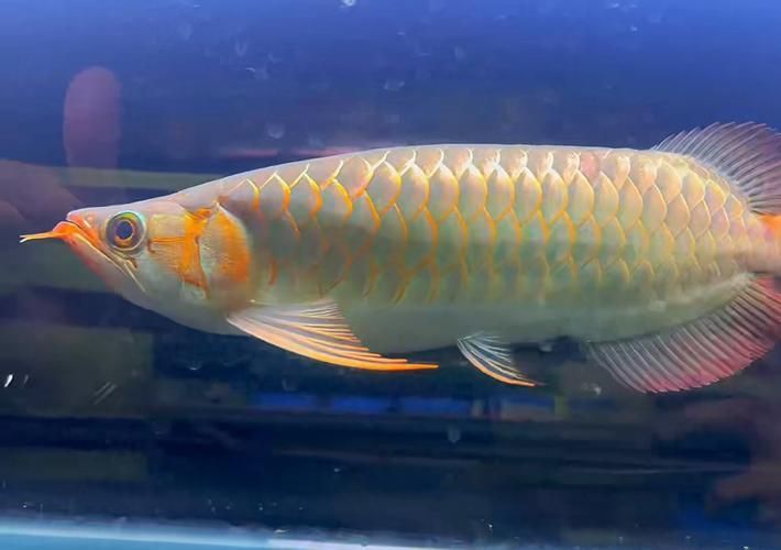 白玉紅龍魚的價格是多少？，白玉紅龍魚的價格走勢如何？